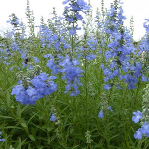 Bakker Sauge African Skies plante vivace pot Ø 9cm bleu
