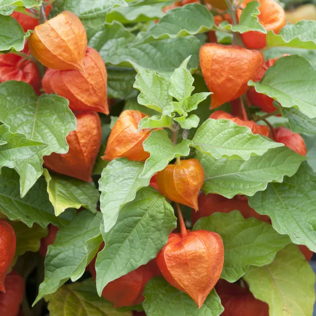 Bakker Plantes vivaces Physalis franchetii plante vivace pot 9cm lampions orange