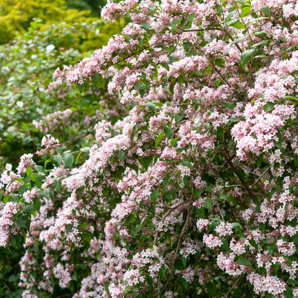 Bakker Pink Cloud buisson de beauté arbuste pot 3L rose