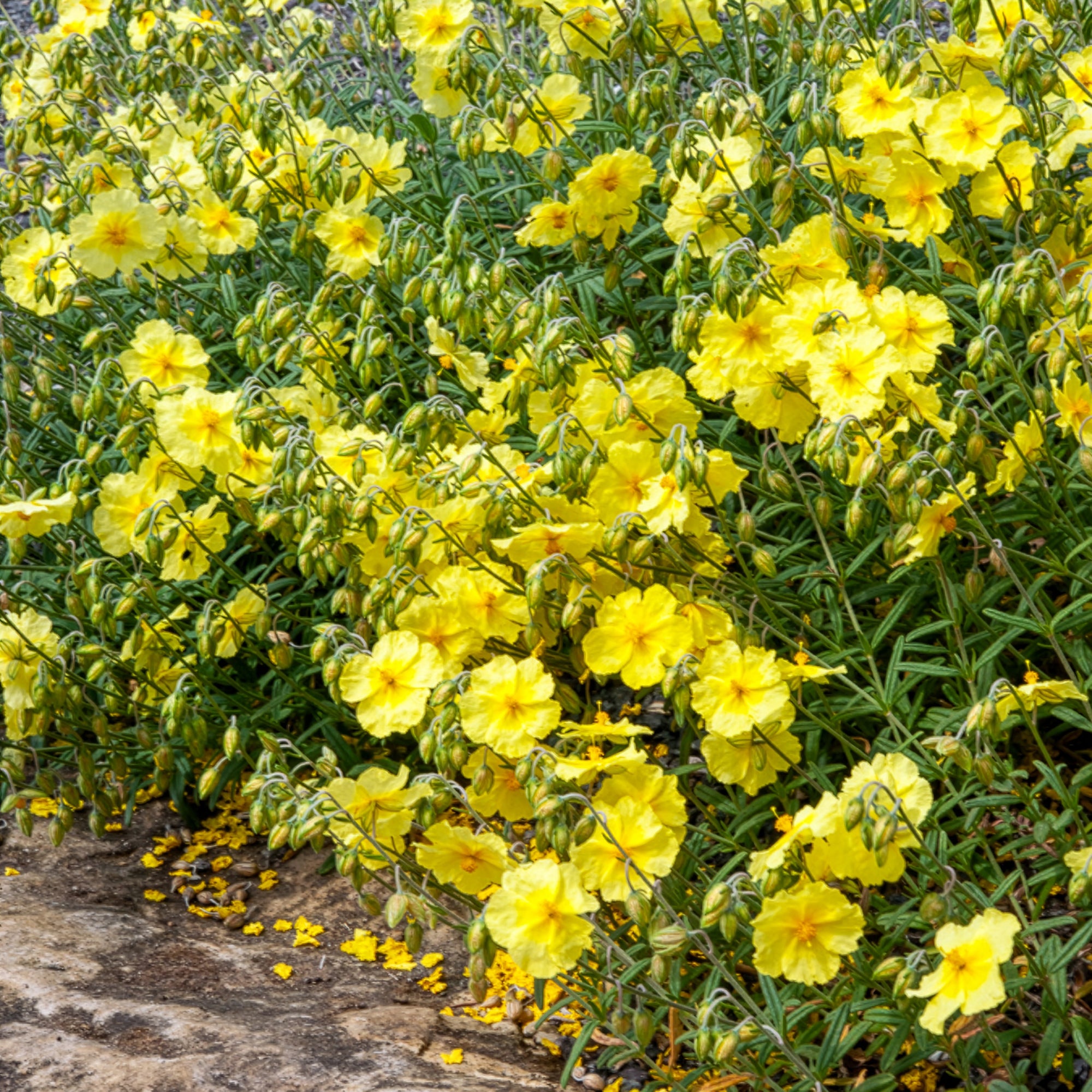 Bakker Hélianthème Wisley Primrose vivace pot 8cm jaune
