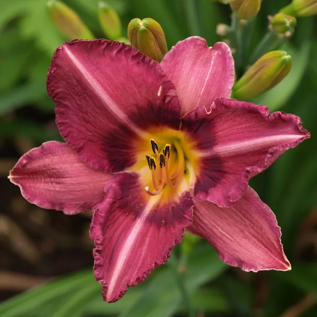 Passion Vivaces Hemerocallis Byzantine Emperor hémérocalle 1L violet