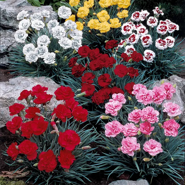 Bakker Terrasse 6 Oeillets mélange pots parfumés