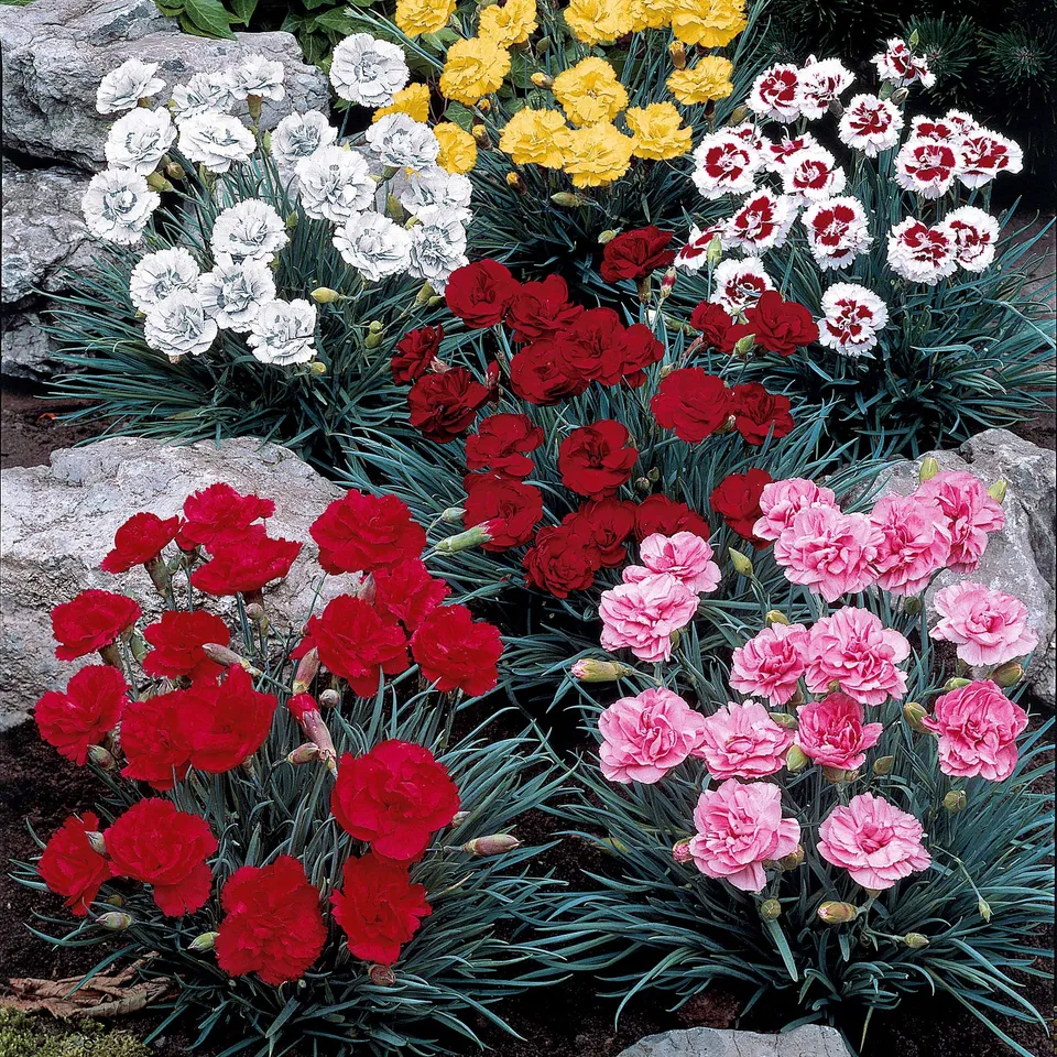 Bakker Terrasse 6 Oeillets mélange pots parfumés