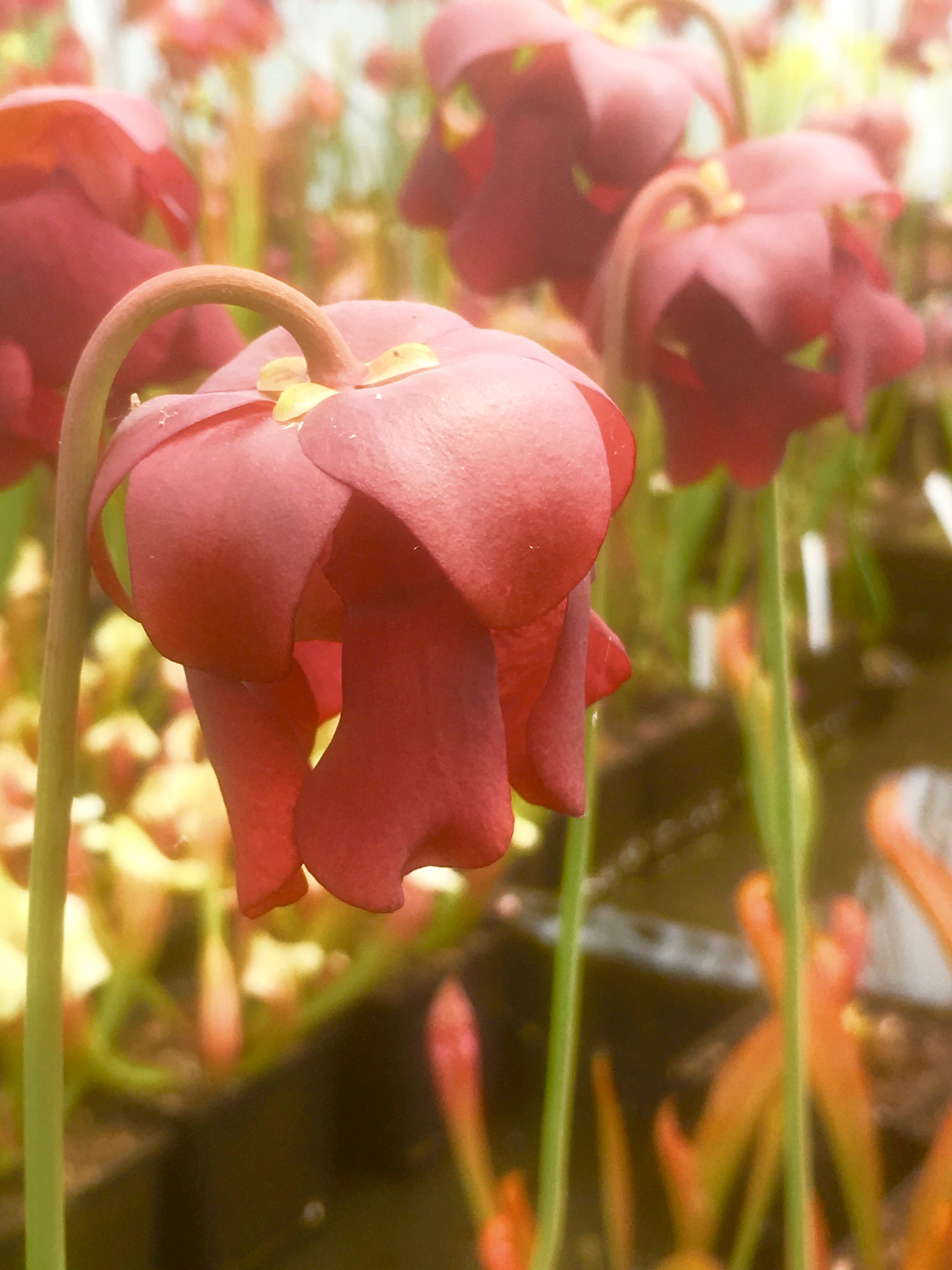 Carniflore Sarracenia Scarlet Belle plante carnivore 1 point pot 11
