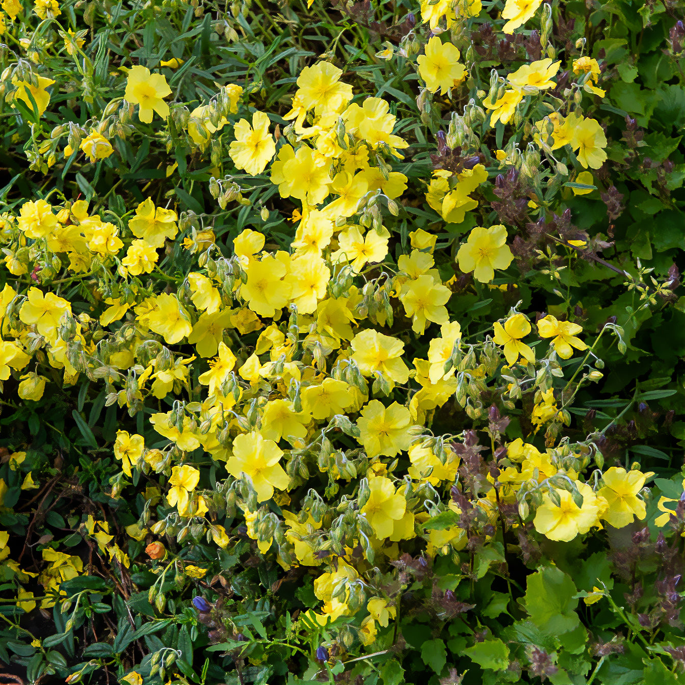 Bakker Plantes vivaces Hélianthème Golden Queen pot Ø9cm jaune