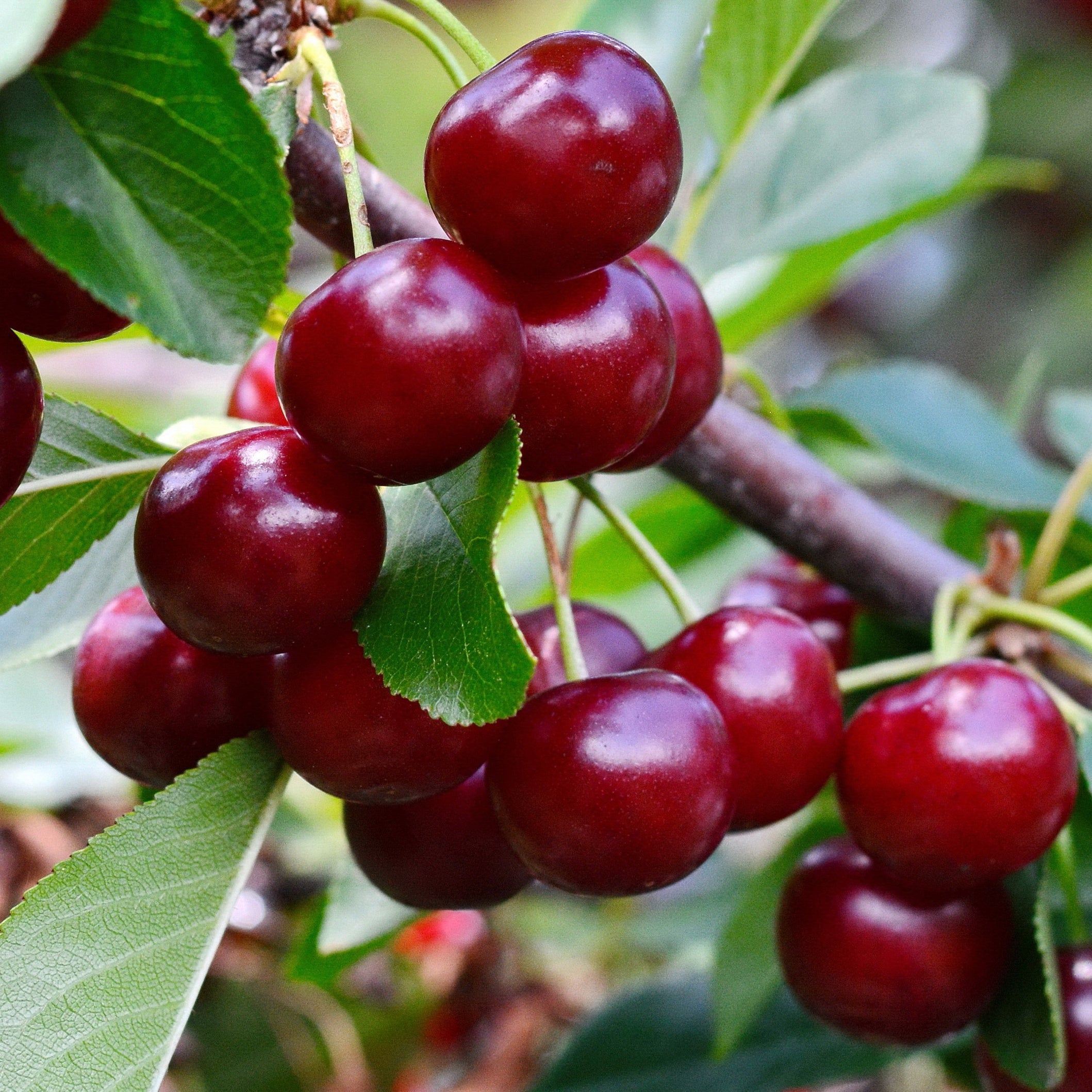 Bakker Fruitiers Collection Cerisiers Bigarreau Van Summit arbre 90-130cm
