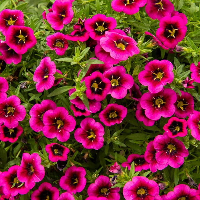 Bakker Good Night Kiss mini-pétunias 3 pots 10,5cm