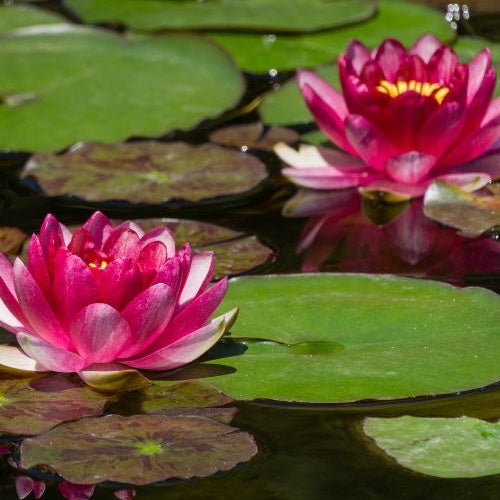Bakker Nénuphar Attraction Nymphaea pot Ø9cm fleurs rouges