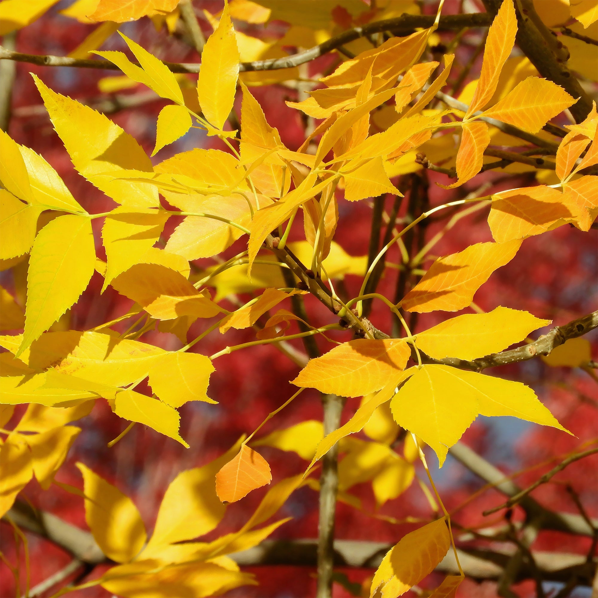 Bakker Fraxinus americana Skyline arbre pot 5L