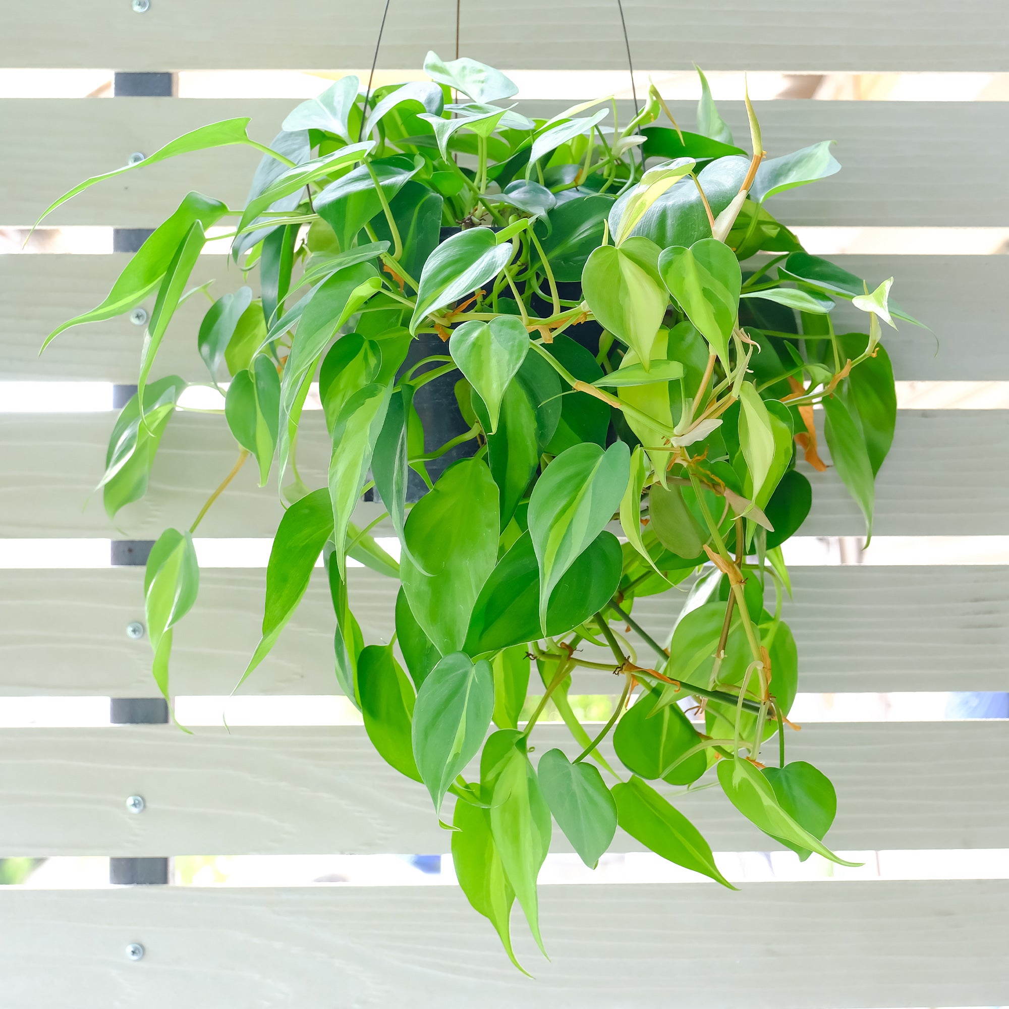 Bakker Monstera scandens philodendron pot Ø15cm cœur