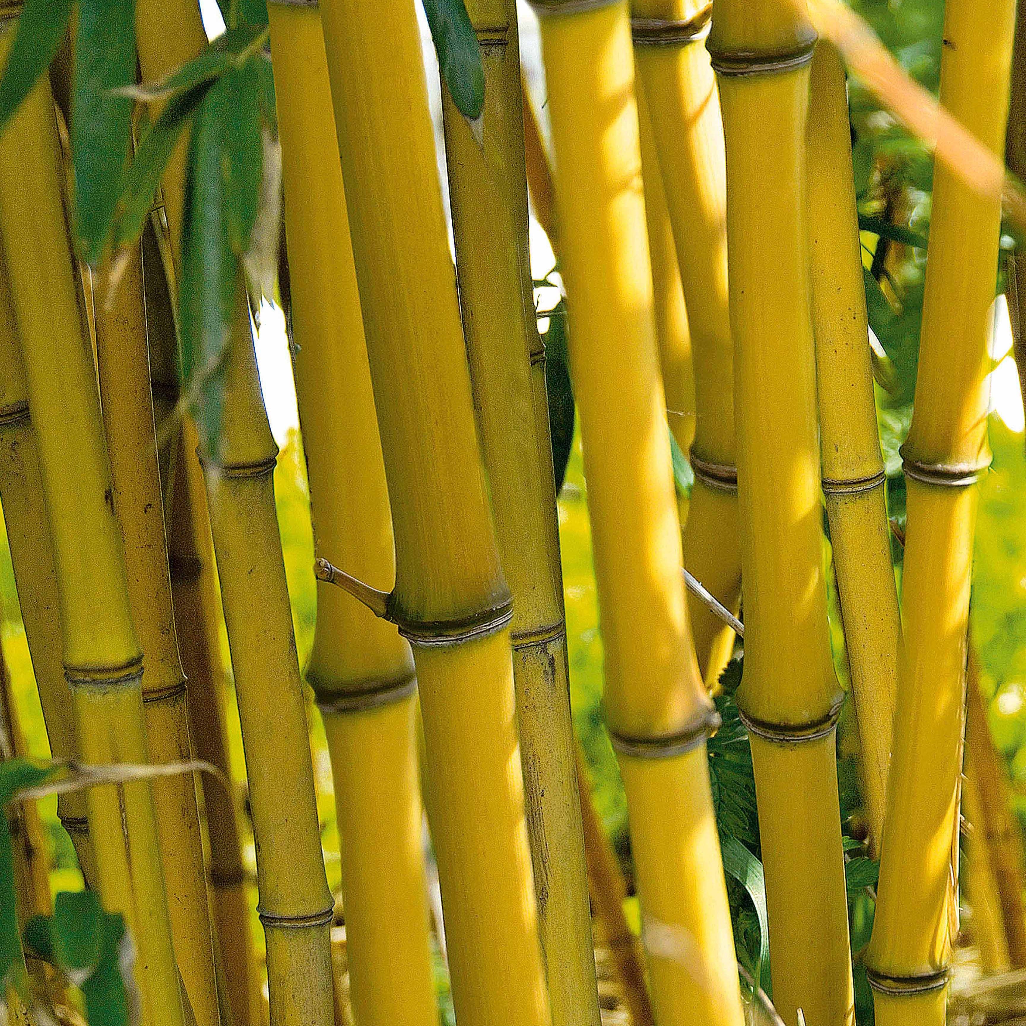 Bakker Bambou jaune traçant pot 2L 40-50cm