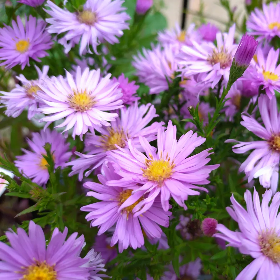 Passion Vivaces Aster dumosus Belle des Mureaux plante rose