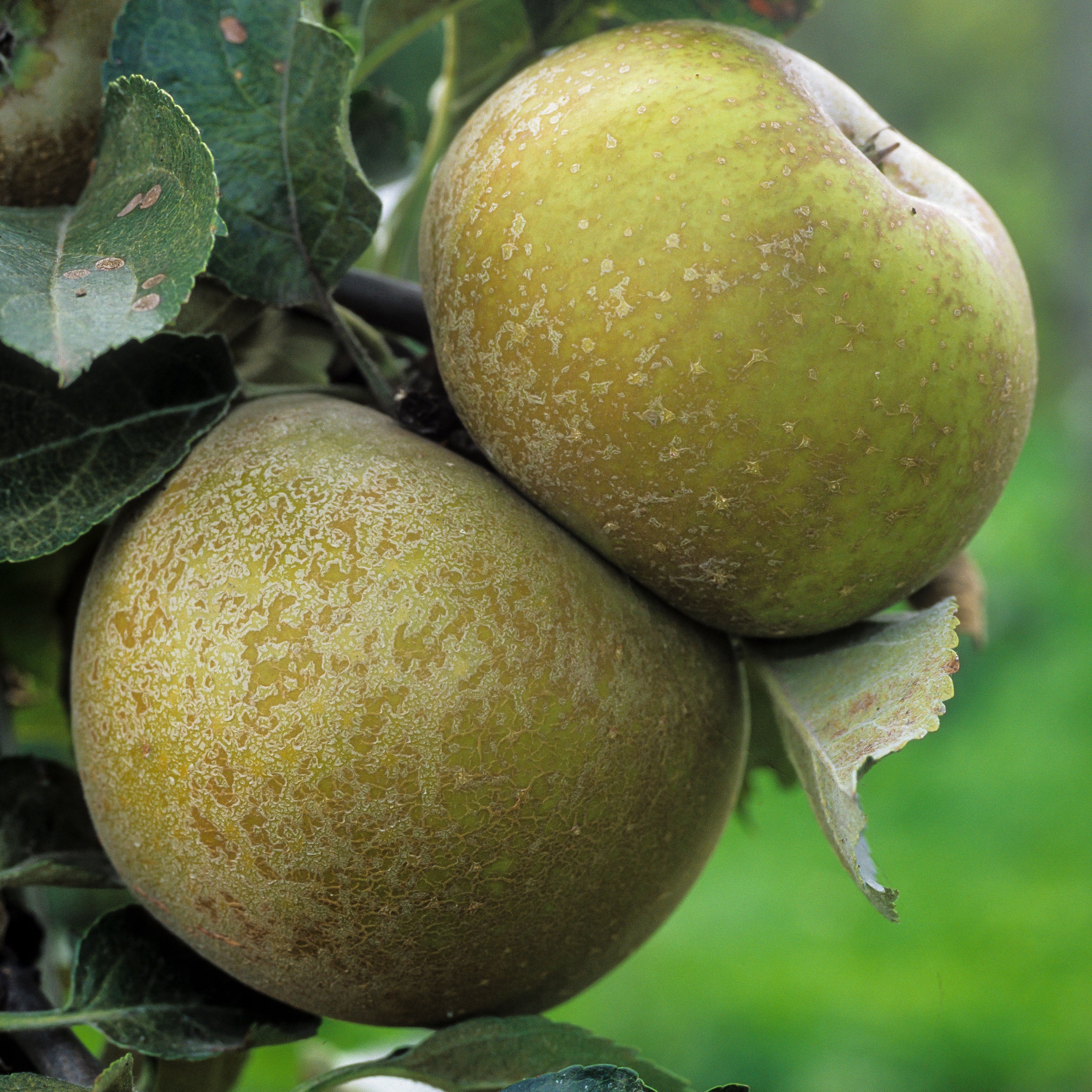 Bakker Pommier Grise du Canada fruitier pot 3L 80-100cm