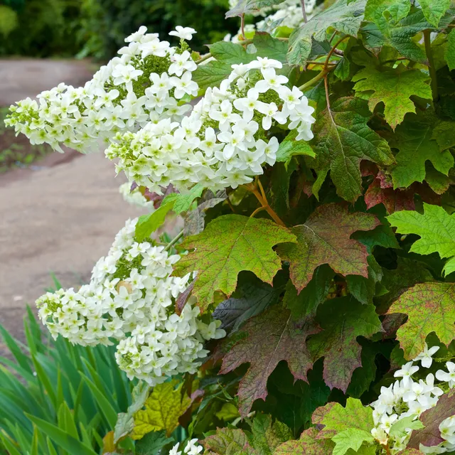 Bakker Hortensia feuilles chêne arbuste pot 2L