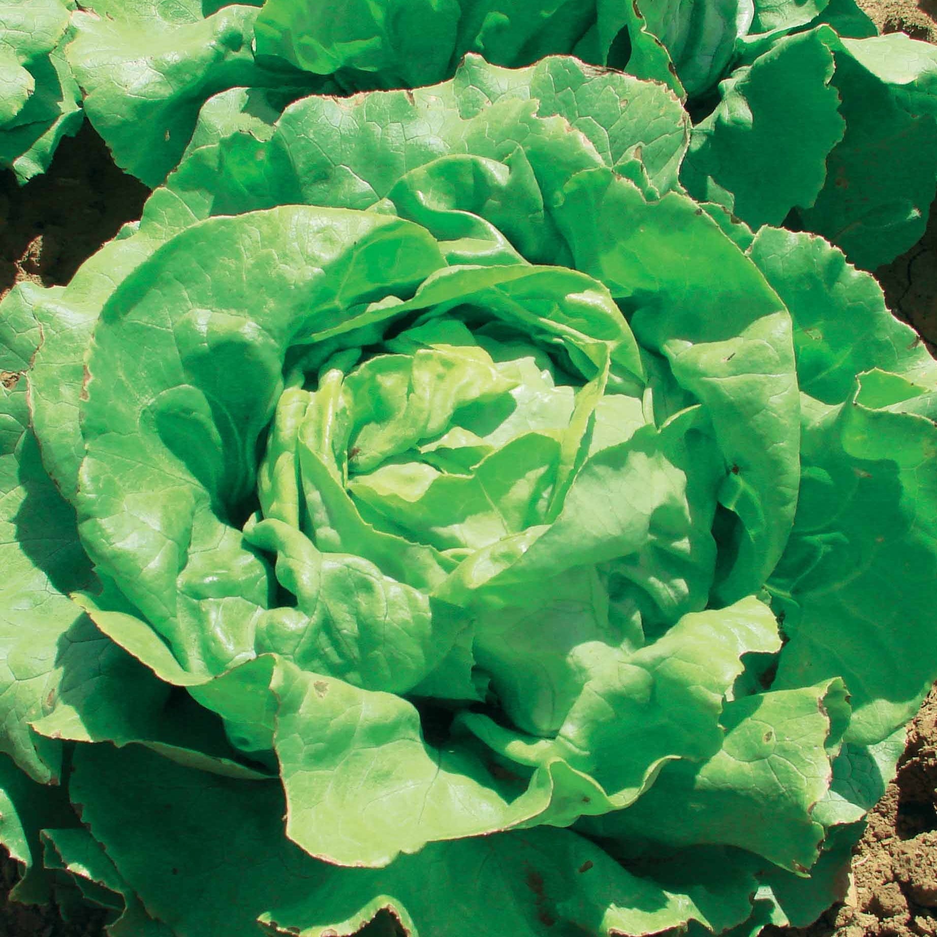 Bakker Potager Laitue Deliane pommée sachet 1g 750 graines