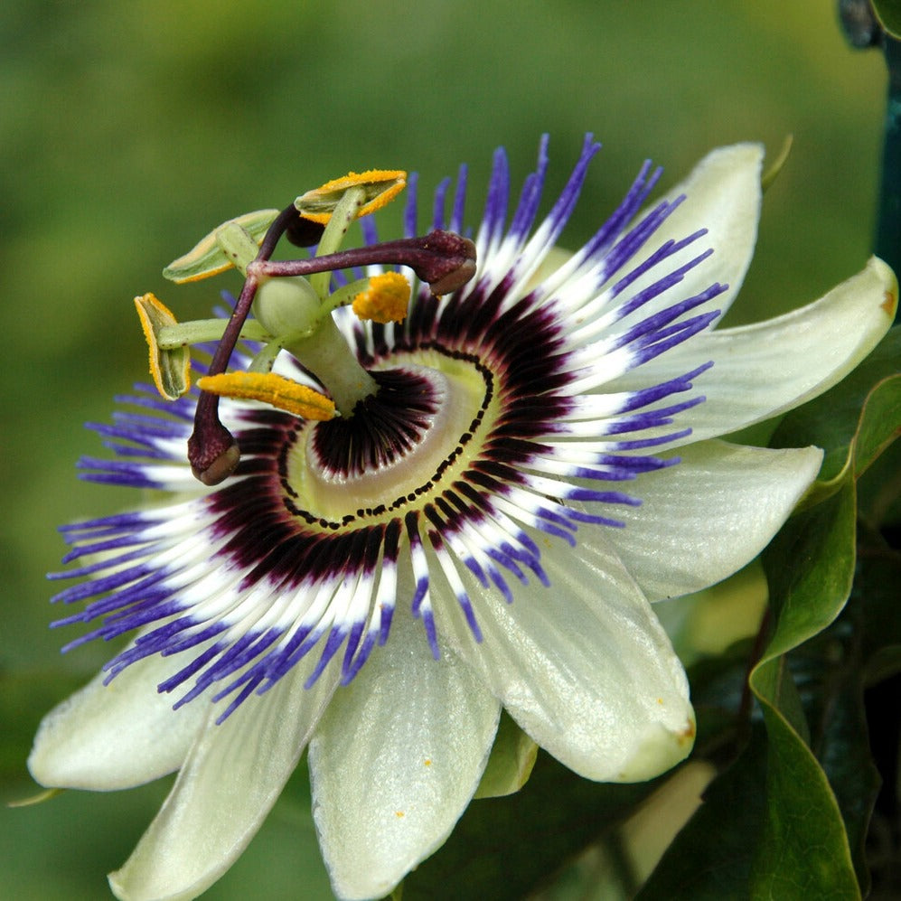 Bakker Plantes d’extérieur Fleur de la passion graines 0,4 g grimpante