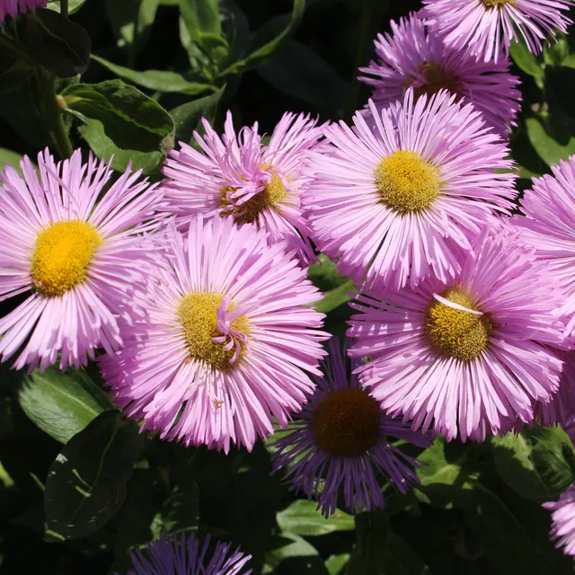 Bakker Vergerette Rosa Jewel plante vivace pot 9cm rose