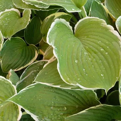 Bakker Hosta Frosted Jade plante vivace ombre pot 9cm