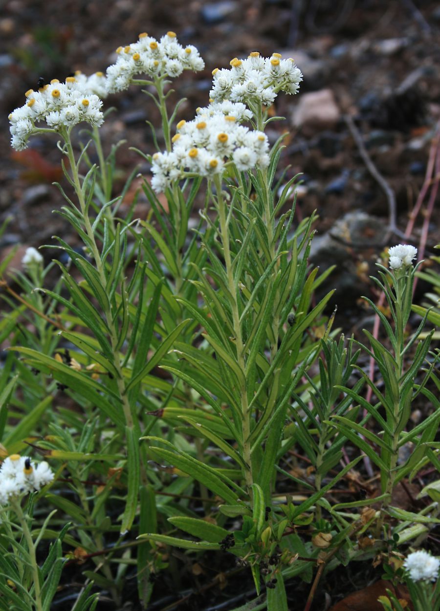 Passion Vivaces Anaphalis margaritacea plante vivace blanche