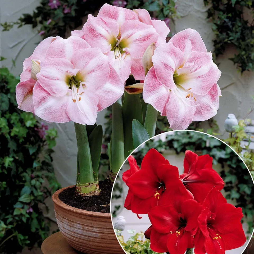 Bakker Amaryllis naines bulbe sachet 2 bulbes multicolore