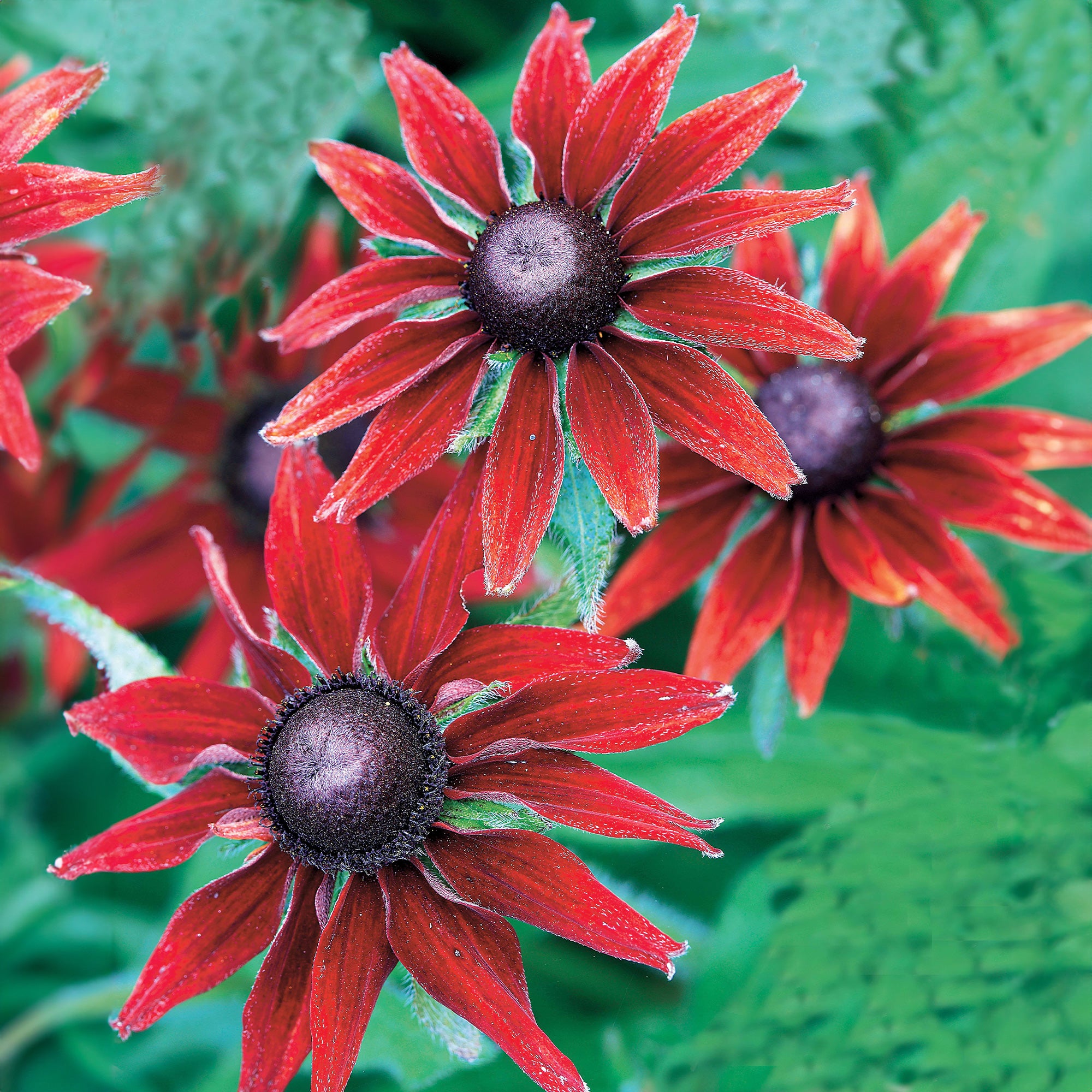 Bakker Rudbeckia Cherry Brandy vivace rouge 2 pots Ø 9 cm