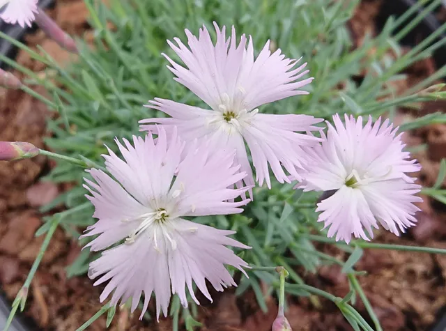 Dianthus Lumnitzeri plante vivace pot 1L fleurs roses