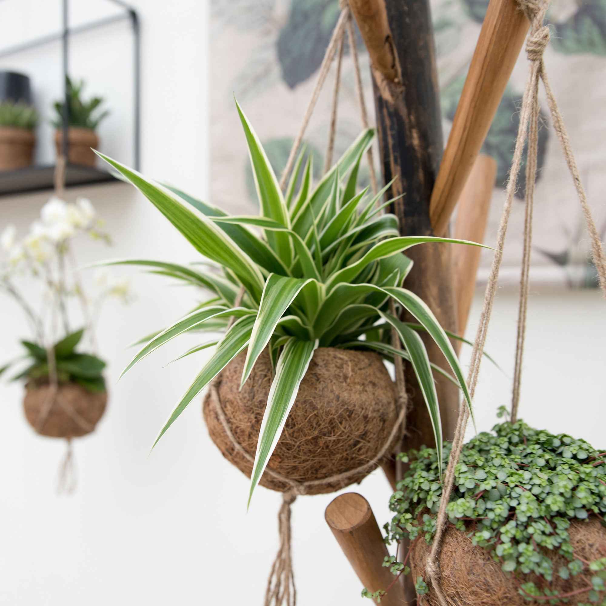 Bakker Chlorophytum pot coco plante araignée 20-30cm