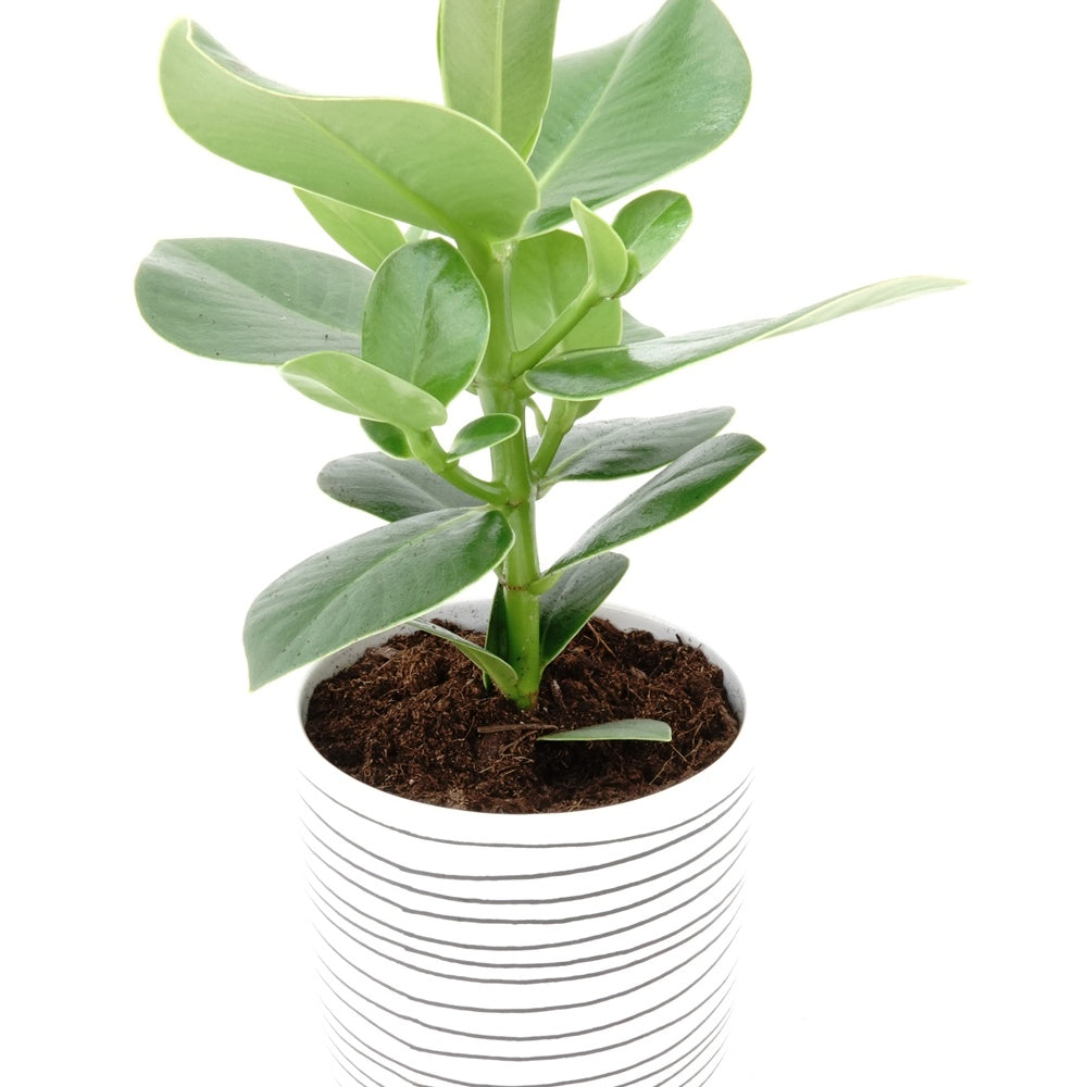 Bakker Clusia Princess plante verte pot Ø12 cm 20 cm