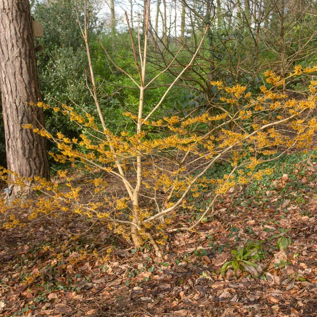 Bakker Hamamélis Orange Beauty Arbuste orange Pot 3L