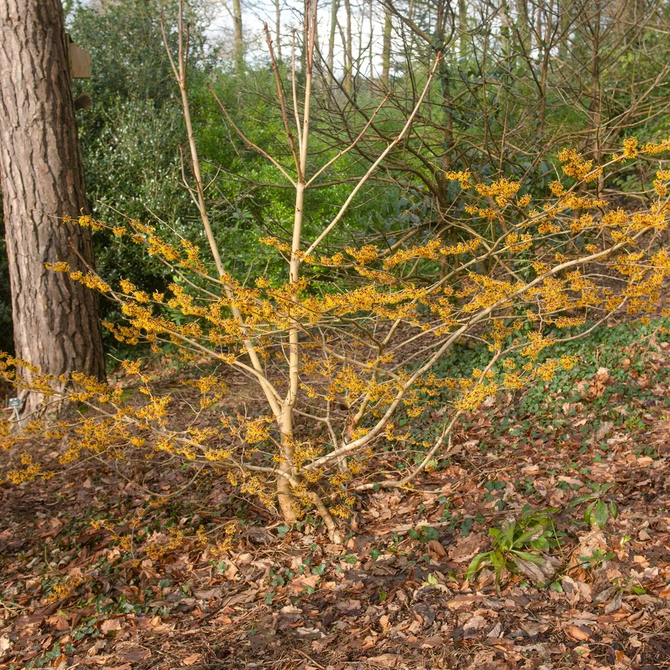 Bakker Hamamélis Orange Beauty Arbuste orange Pot 3L