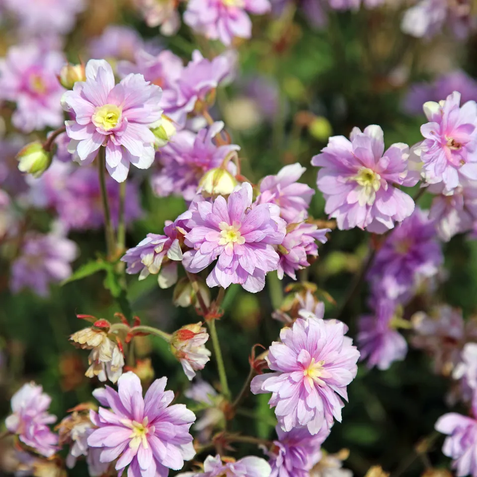 Bakker Géranium Summer Skies vivace pot Ø9cm double