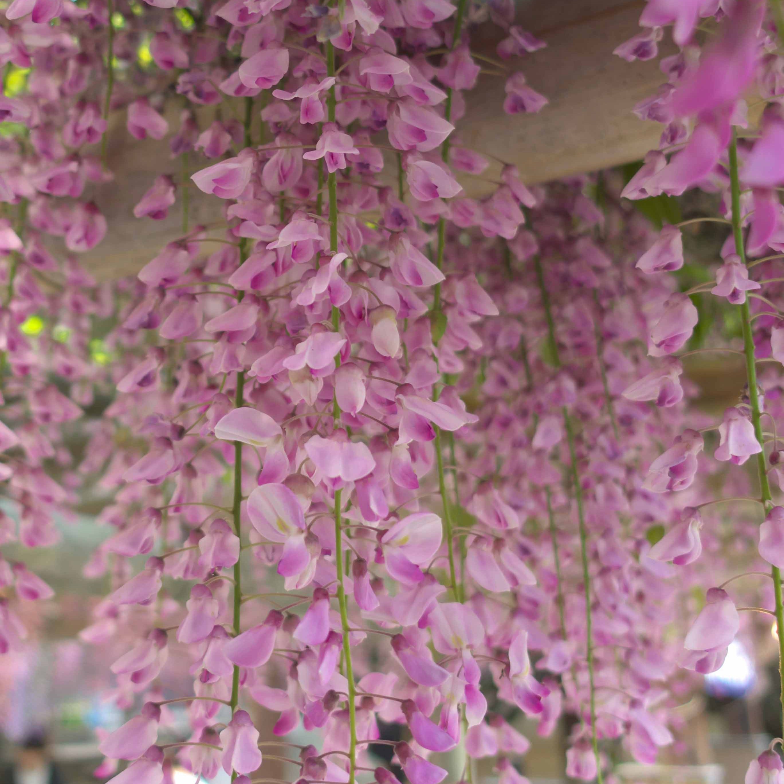 Bakker Glycine rose Wisteria sinensis Rosea plante grimpante pot 2L