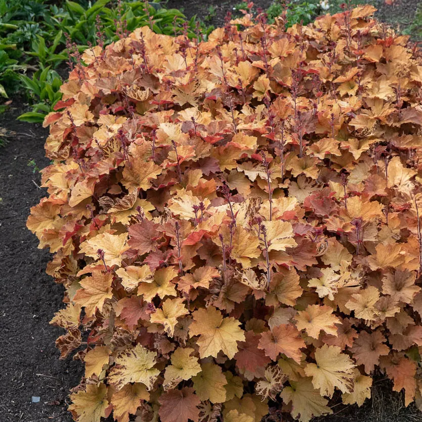 Bakker Heuchère Caramel plante vivace pot 9cm caramel