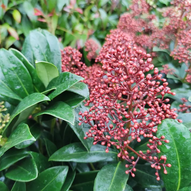 Bakker Skimmia Rubella arbuste persistant pot 2L