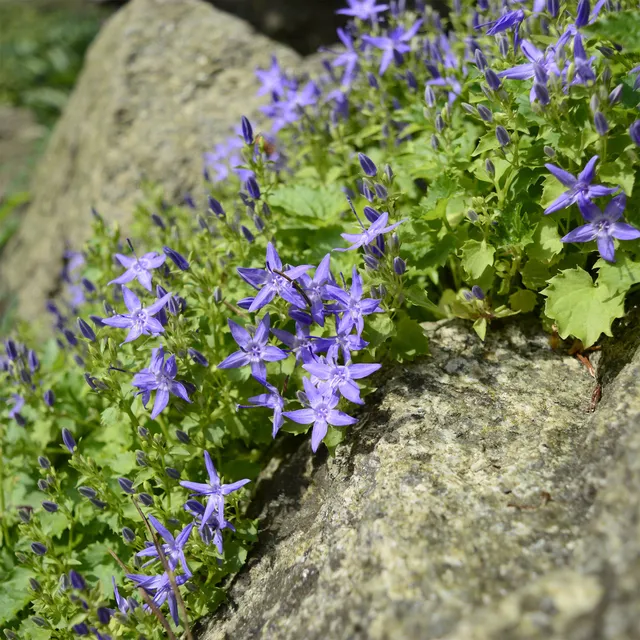 Bakker Plantes vivaces Campanule étoilée violette pot 9cm