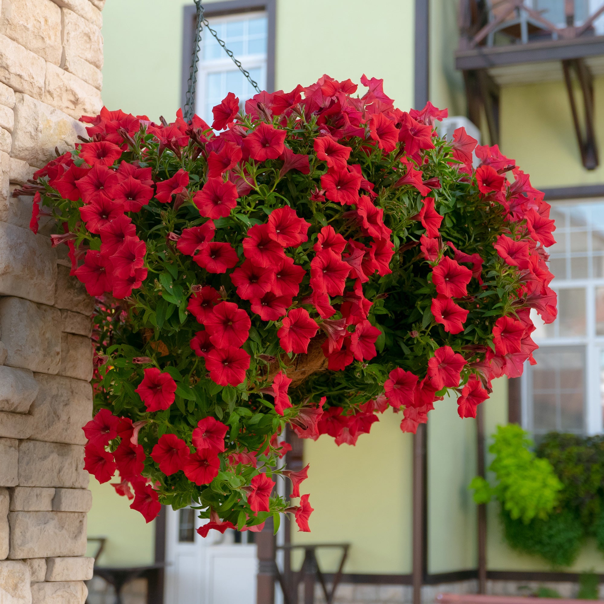 Bakker Pétunia retombant rouge 3 pots Ø 10,5cm cascade