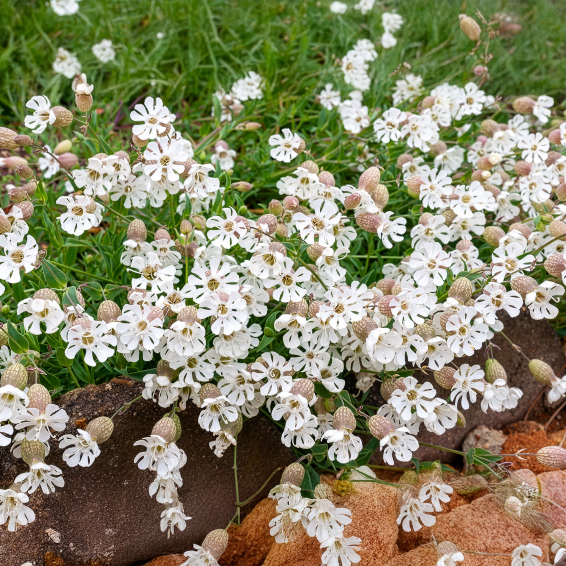 Bakker Potager Silène enflé graines fleurs sachet 1g blanc mellifère