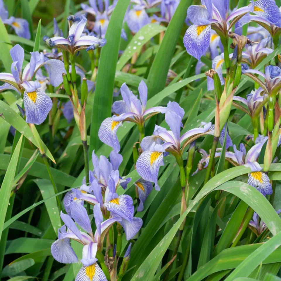 Bakker Plantes de bassin Lis bleu versicolor iris violet pot 8cm