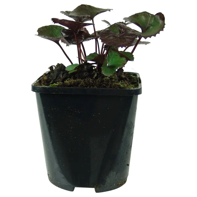 Bakker Pandora ligulaire vivace pot 9cm fleurs jaunes