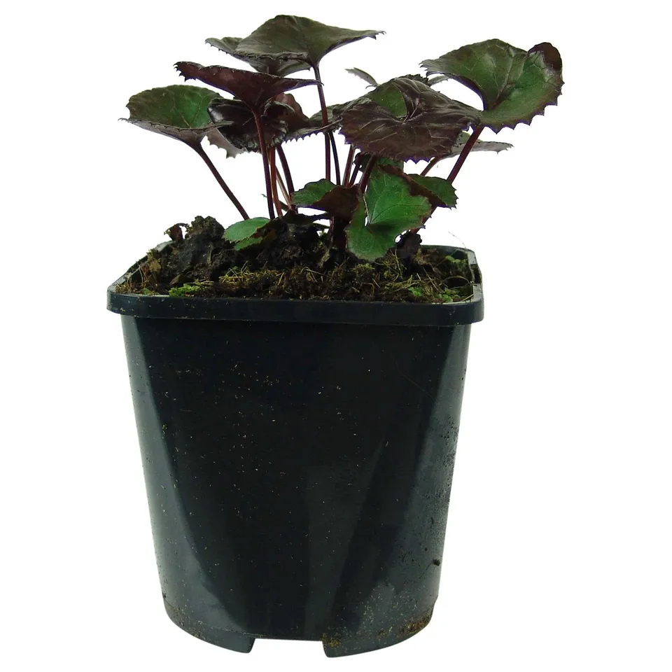 Bakker Pandora ligulaire vivace pot 9cm fleurs jaunes