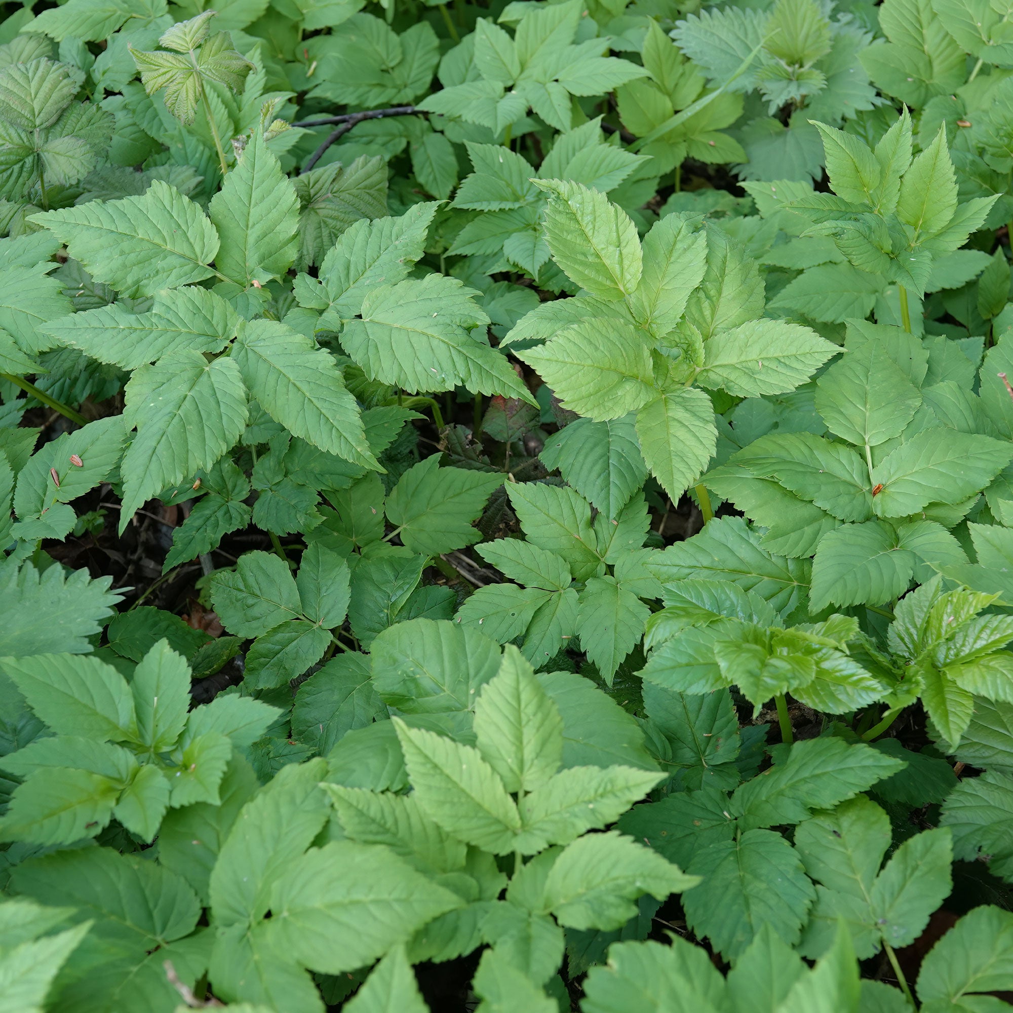Bakker Herbe aux goutteux couvre-sol pot 9cm comestible