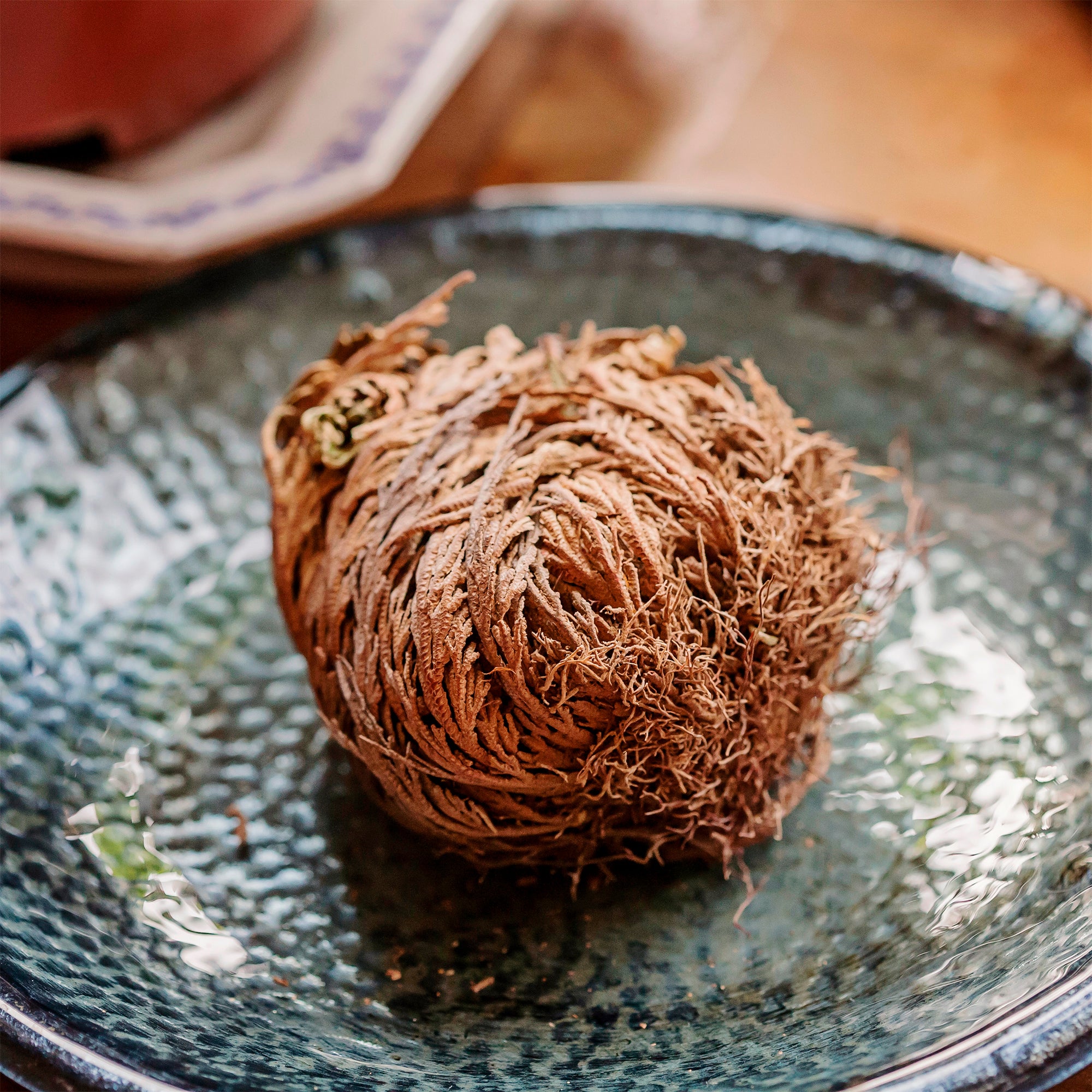Bakker Rose de Jéricho plante d'intérieur boule verte