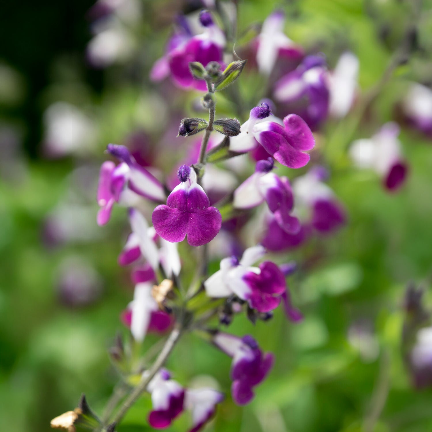 Bakker Sauge Amethyst Lips Salvia greggii vivace pot 8cm bicolore
