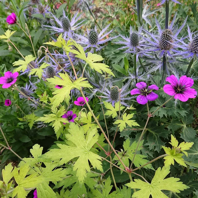 Passion Vivaces Geranium Ann Folkard plante vivace pot 1L rose