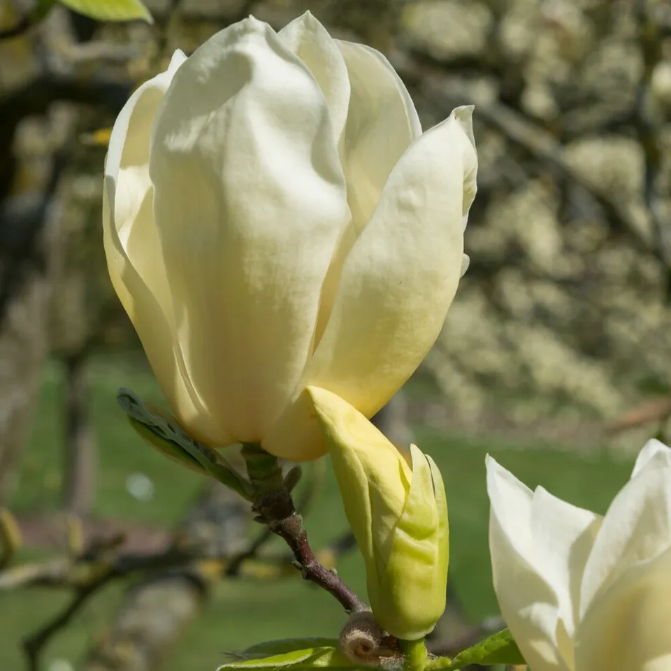 Bakker Magnolia Yellow Lantern arbuste fleur jaune pot 2L 25-30cm