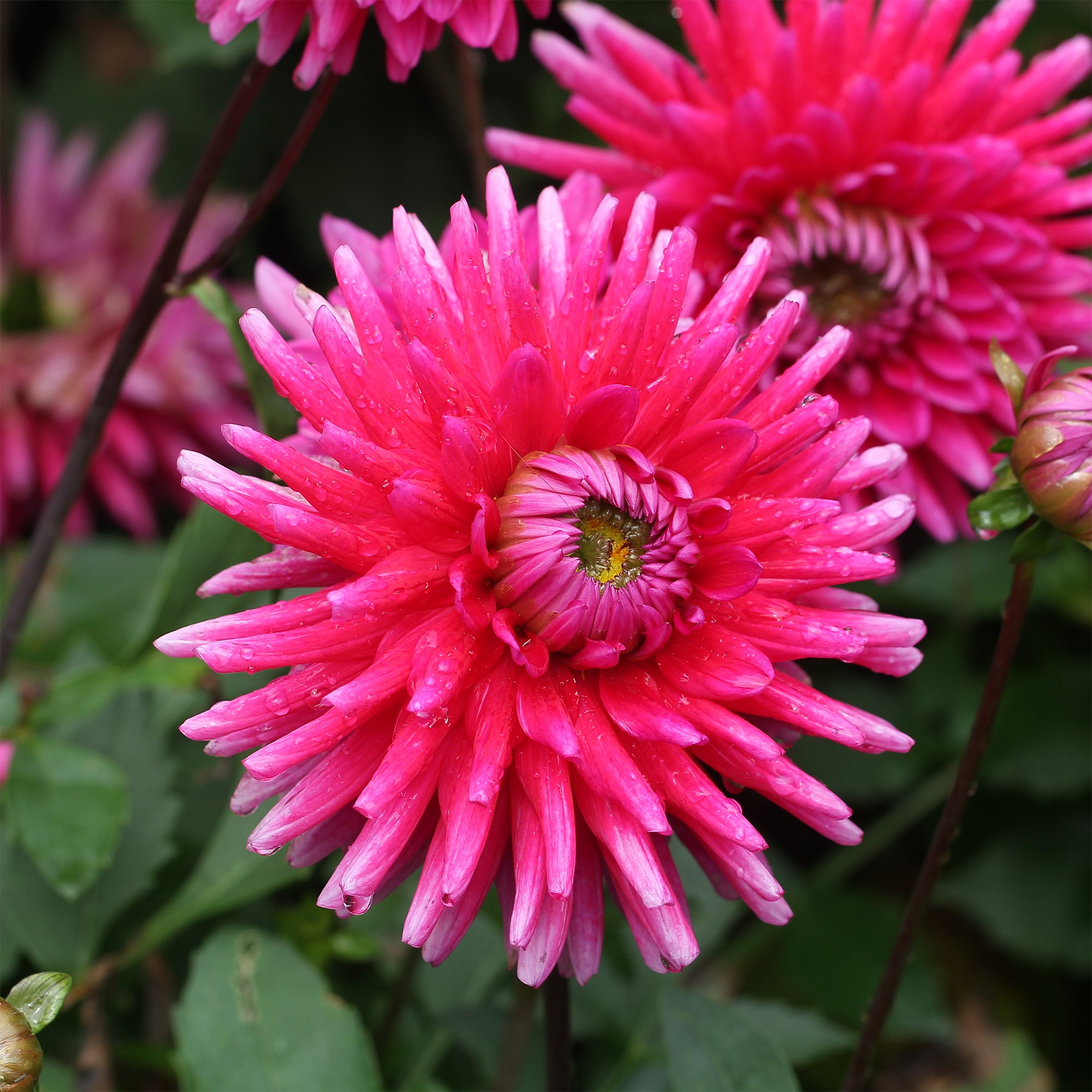 Bakker Dahlia Purple Gem cactus sachet 3 bulbes fuchsia