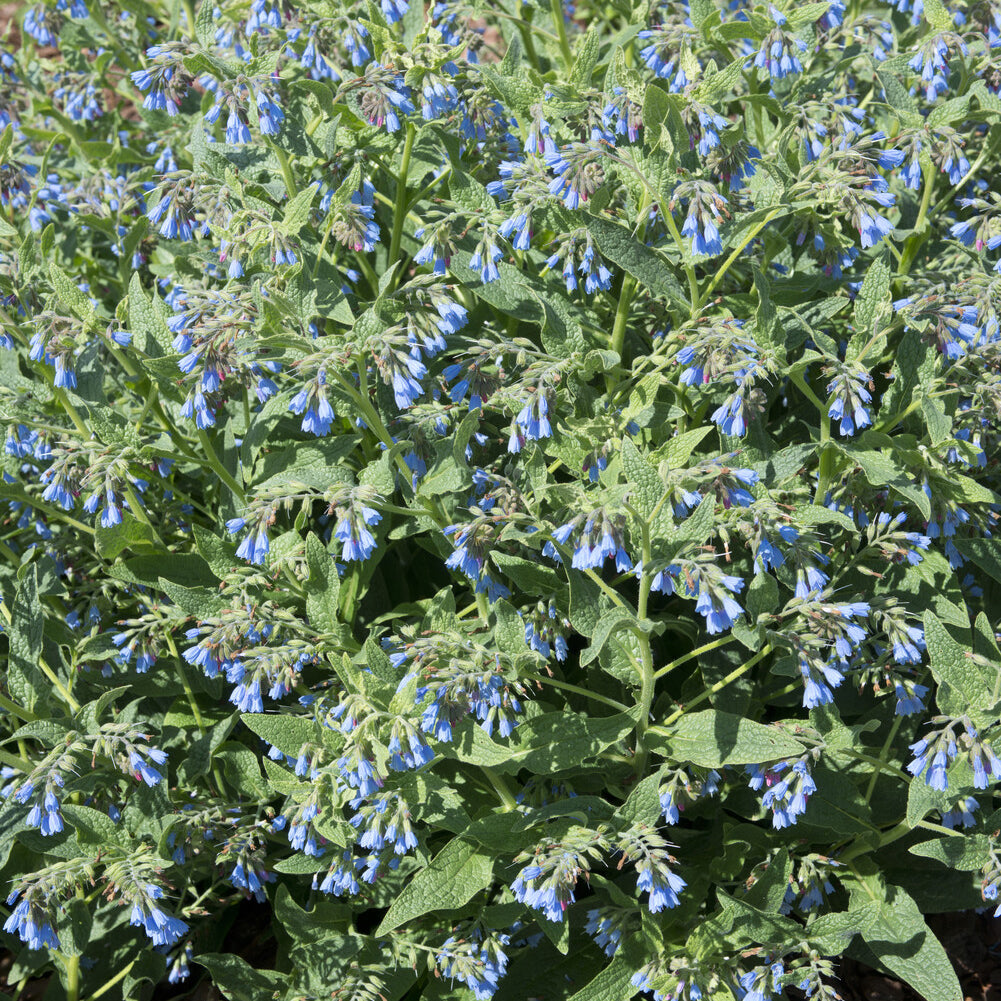 Bakker Consoude bleue vivace bleue pot 9 cm