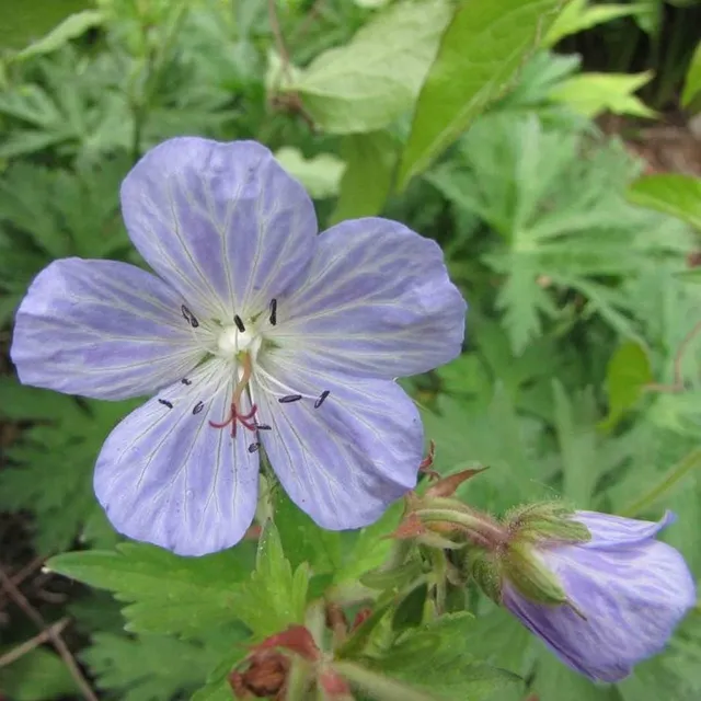 Passion Vivaces Geranium Mrs Kendall Clark géranium pot 1 L bleu