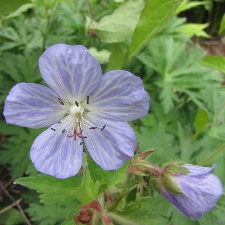 Passion Vivaces Geranium Mrs Kendall Clark géranium pot 1 L bleu