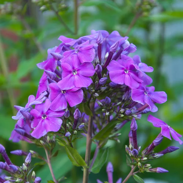 Bakker Phlox Amethyst violet 5 racines nues